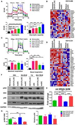 Increased Akt-Driven Glycolysis Is the Basis for the Higher Potency of CD137L-DCs